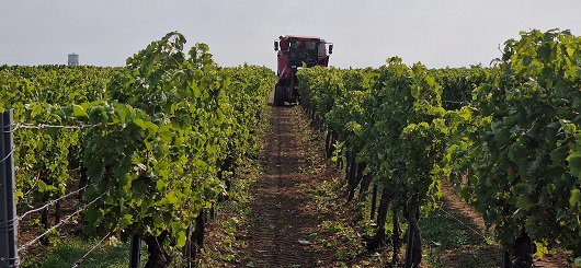 Weinlese 2025